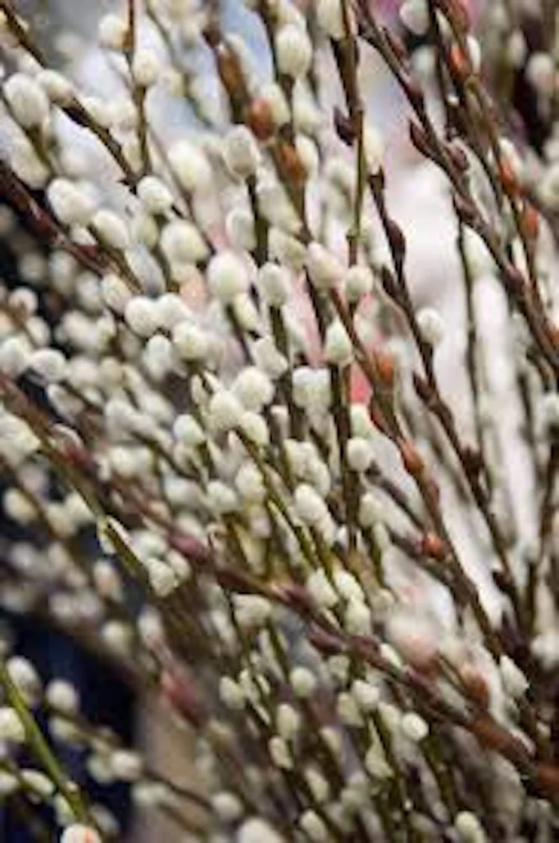 French Pussy Willow Live Plant – Salix caprea Deciduous Shrub – 12-24in Tall - Image 4