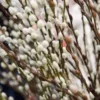 French Pussy Willow Live Plant – Salix caprea Shrub – 12-24in Tall Outdoor - Image 1