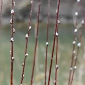 French Pussy Willow Live Plant – Salix caprea Shrub – 12-24in Tall Outdoor - Image 2