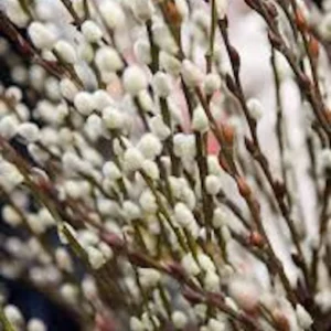 French Pussy Willow Live Plant – Salix caprea Shrub – 12-24in Tall Outdoor - Image 4