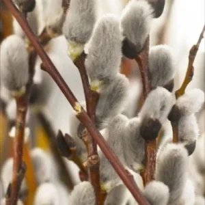 French Pussy Willow (Salix Nigra) - 2 Bare-root Plants - Outdoor Shrub - Image 2