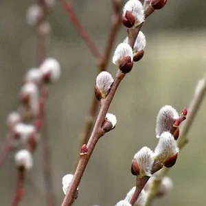 French Pussy Willow (Salix Nigra) - 2 Bare-root Plants - Outdoor Shrub - Image 3