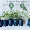 French Tarragon Live Herb Plant - Culinary Starter, 1 inch Plug - Image 1