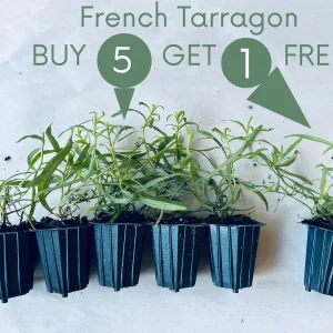 French Tarragon Live Herb Plant - Culinary Starter, 1 inch Plug - Image 1