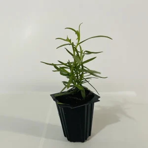 French Tarragon Live Herb Plant - Culinary Starter, 1 inch Plug - Image 5