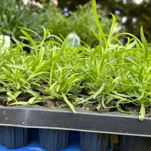 French Tarragon Live Herb Plant - Culinary Starter, 1 inch Plug - Image 7