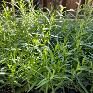 French Tarragon Live Herb Plant - Culinary Starter, 1 inch Plug - Image 8