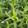 French Tarragon Live Plant – 4-5" Tall Herb – Perennial Culinary Herb for Garden - Image 1