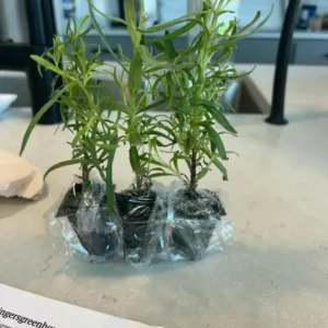 French Tarragon Live Plant – 4-5