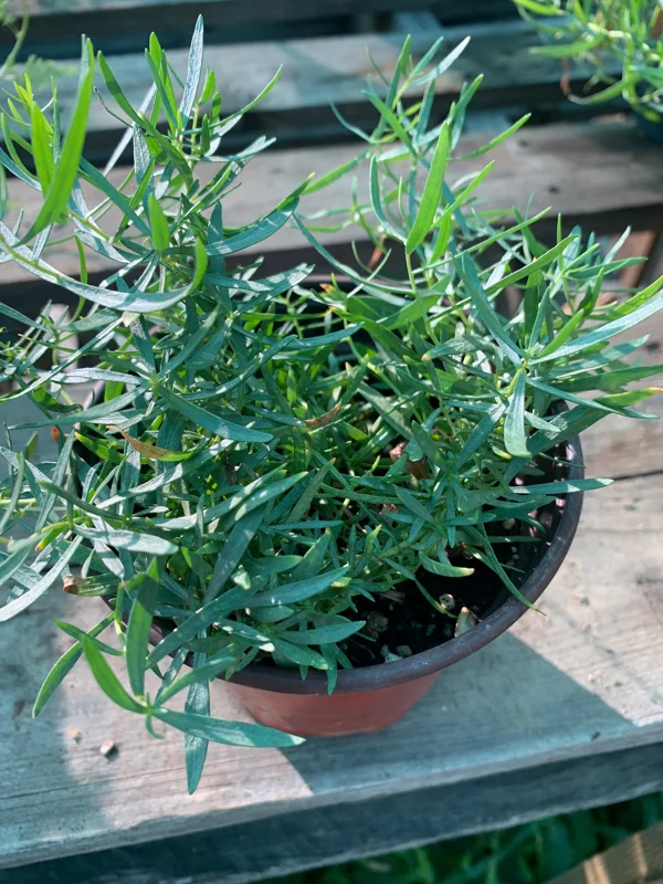 French Tarragon Live Plant - Artemisia Dracunculus - 6 inch Pot - Culinary Herb - Image 2