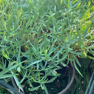 French Tarragon Live Plant - Artemisia Dracunculus - 6 inch Pot - Culinary Herb - Image 1