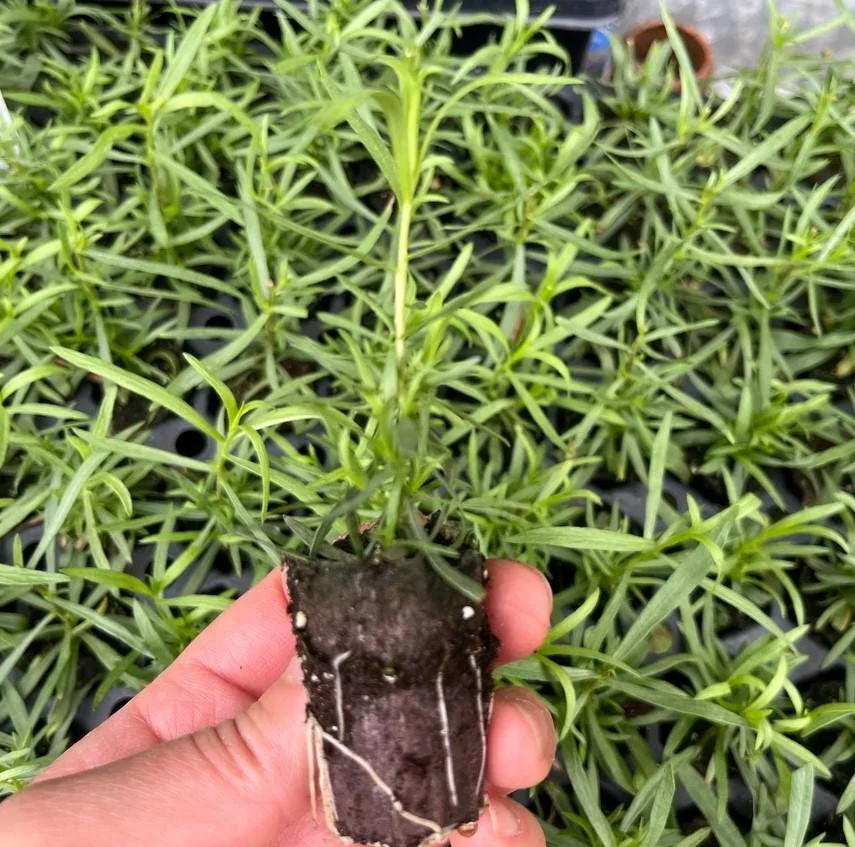 French Tarragon Live Starter Plants - Set of 2 - 4-5" Tall Culinary Herb - Image 3