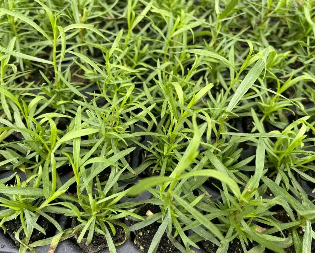 French Tarragon Live Starter Plants - Set of 2 - 4-5" Tall Culinary Herb - Image 4