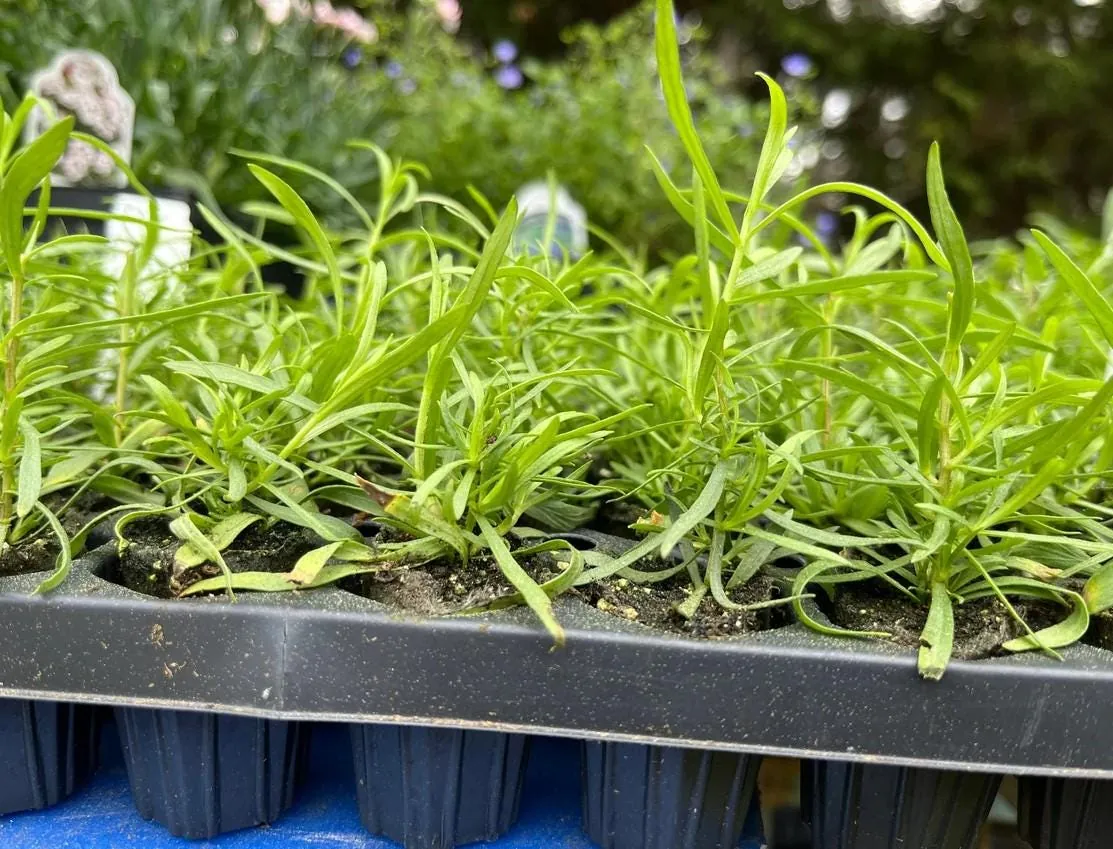 French Tarragon Live Starter Plants - Set of 2 - 4-5" Tall Culinary Herb - Image 5
