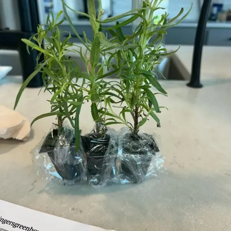 French Tarragon Live Starter Plants - Set of 2 - 4-5" Tall Culinary Herb - Image 6
