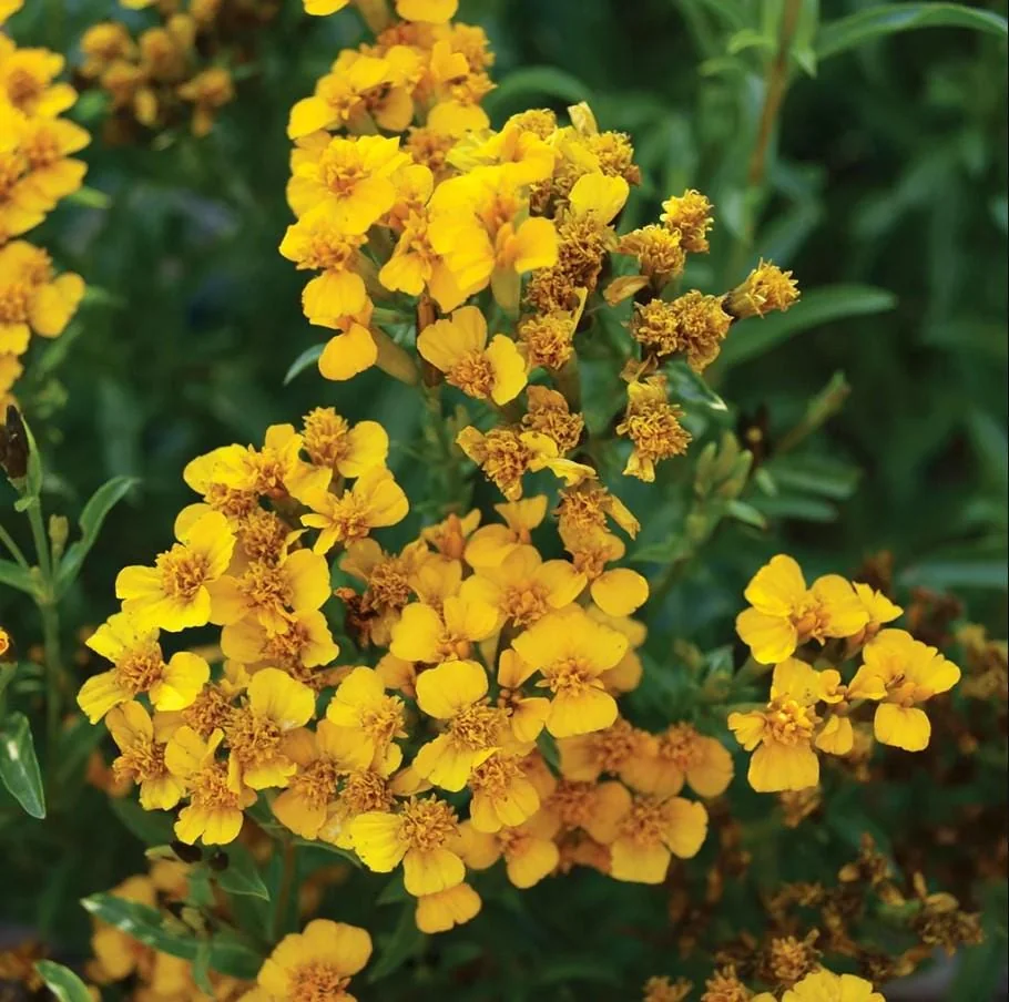 French Tarragon Live Starter Plants - Set of 2 - 4-5" Tall Culinary Herb - Image 1