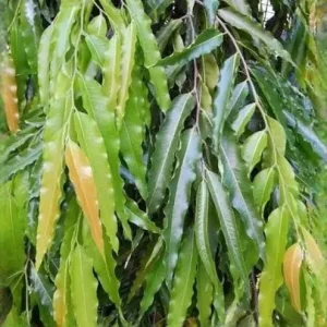 Fresh Ashoka Leaves (Saraca indica) - 30 Leaves - Image 2