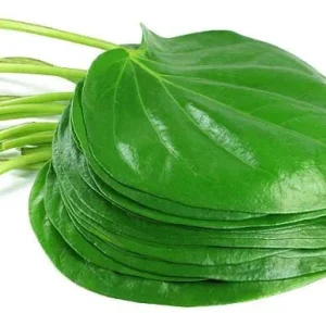 Fresh Betel Leaf Harvest for Paan & Ceremonies - 27 Leaves Minimum - Image 3