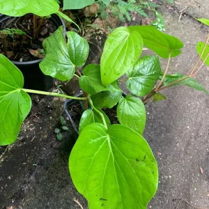 Fresh Betel Leaf Harvest for Paan & Ceremonies - 27 Leaves Minimum - Image 5