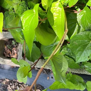 Fresh Betel Leaf Harvest for Paan & Ceremonies - 27 Leaves Minimum - Image 7