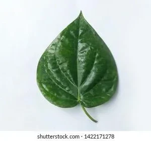 Fresh Betel Leaf (Piper betle) Harvest - 27 Leaves for Paan & Ceremonies - Image 2