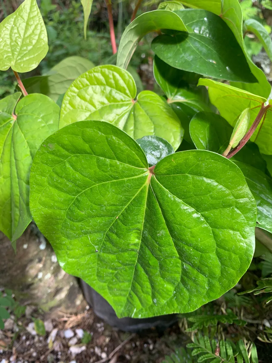 Fresh Betel Leaf (Piper betle) Harvest - 27 Leaves for Paan & Ceremonies - Image 4