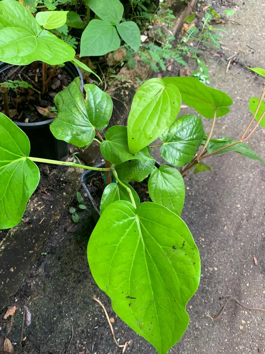 Fresh Betel Leaf (Piper betle) Harvest - 27 Leaves for Paan & Ceremonies - Image 5