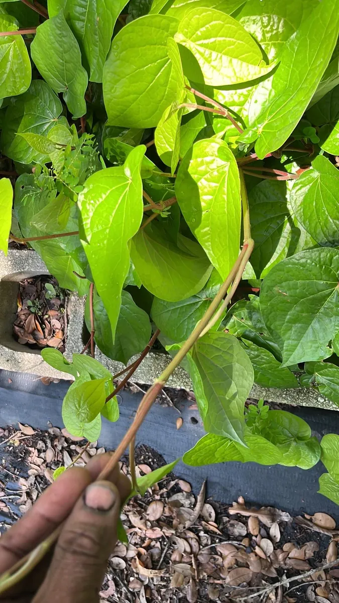 Fresh Betel Leaf (Piper betle) Harvest - 27 Leaves for Paan & Ceremonies - Image 7