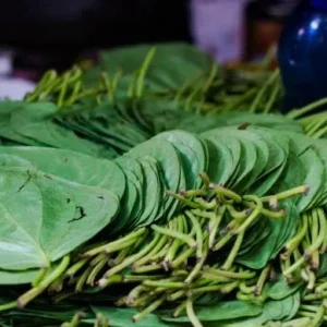 Fresh Betel Leaf (Piper betle) Harvest - 27 Leaves for Paan & Ceremonies - Image 8