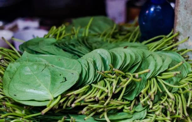 Fresh Betel Leaf (Piper betle) Harvest - 27 Leaves for Paan & Ceremonies - Image 8
