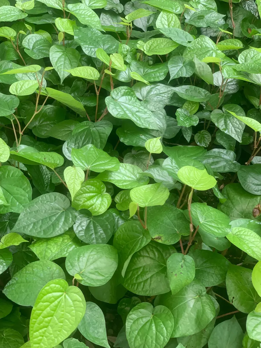 Fresh Betel Leaf (Piper betle) Harvest - 27 Leaves for Paan & Ceremonies - Image 1
