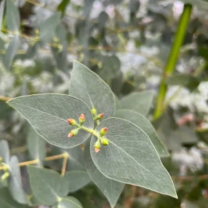 Fresh Eucalyptus Bunch for Shower, Decor, Weddings – Aromatic, 15-18 inch stems - Image 10