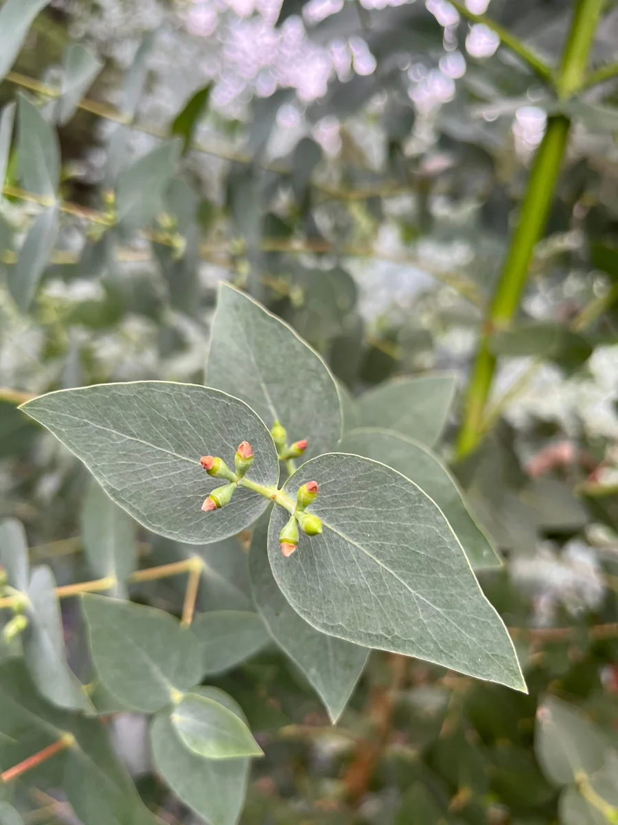 Fresh Eucalyptus Bunch for Shower, Decor, Weddings – Aromatic, 15-18 inch stems - Image 10