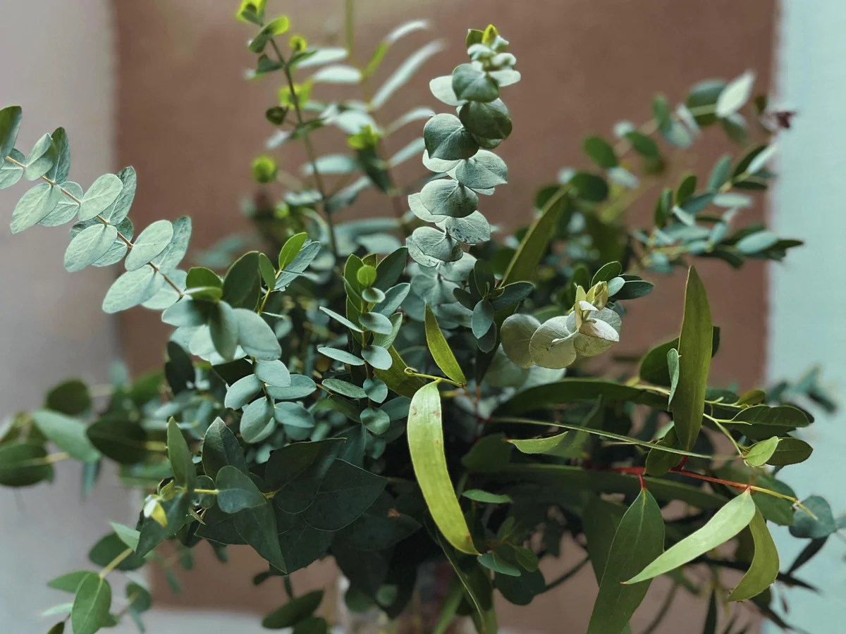 Fresh Eucalyptus Bunch for Shower, Decor, Weddings – Aromatic, 15-18 inch stems - Image 2