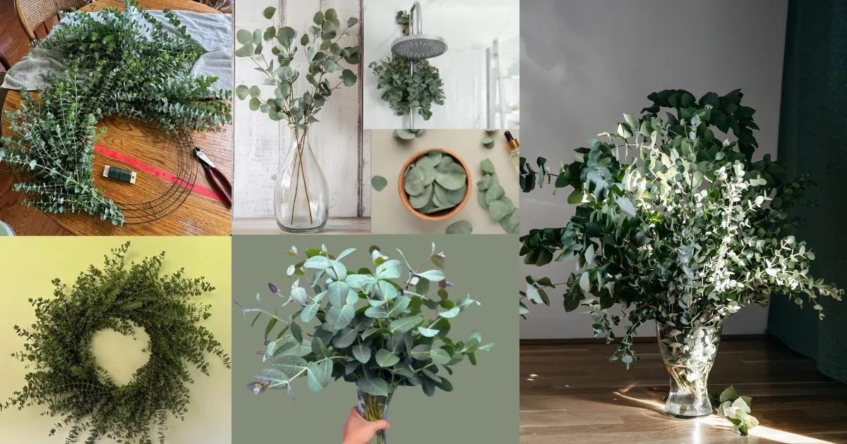 Fresh Eucalyptus Bunch for Shower, Decor, Weddings – Aromatic, 15-18 inch stems - Image 3