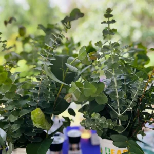 Fresh Eucalyptus Bunch for Shower, Decor, Weddings – Aromatic, 15-18 inch stems - Image 4