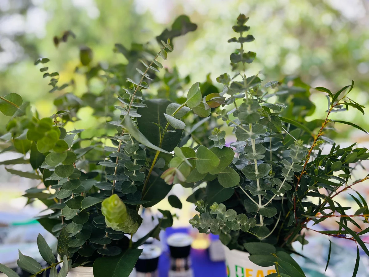 Fresh Eucalyptus Bunch for Shower, Decor, Weddings – Aromatic, 15-18 inch stems - Image 4