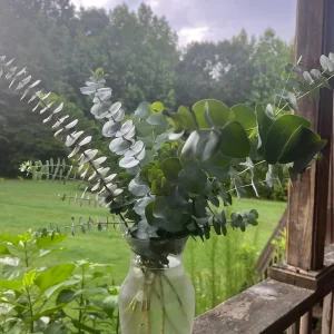 Fresh Eucalyptus Bunch for Shower, Decor, Weddings – Aromatic, 15-18 inch stems - Image 6