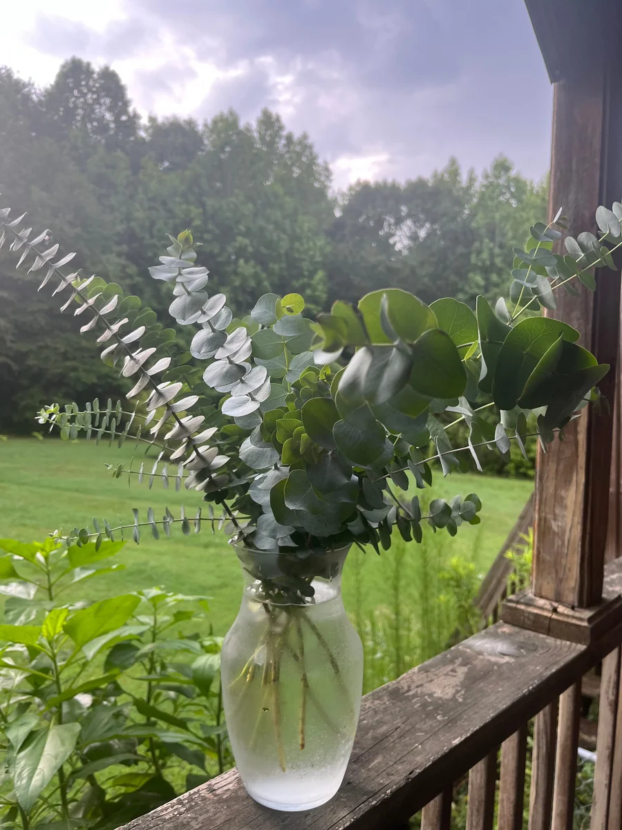 Fresh Eucalyptus Bunch for Shower, Decor, Weddings – Aromatic, 15-18 inch stems - Image 6