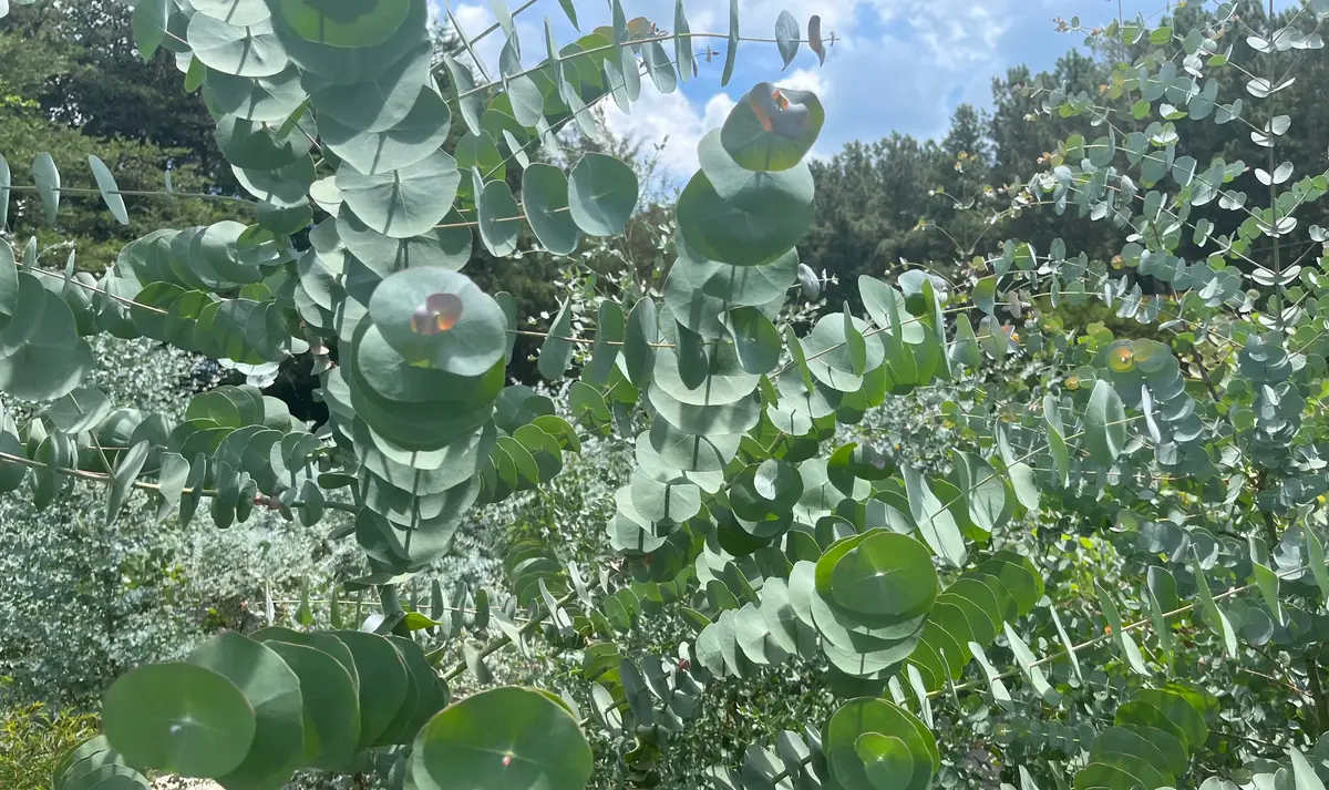 Fresh Eucalyptus Bunch for Shower, Decor, Weddings – Aromatic, 15-18 inch stems - Image 8