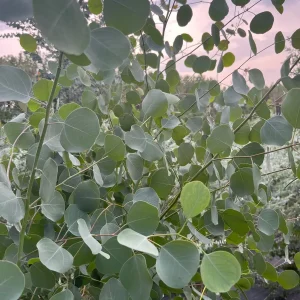 Fresh Eucalyptus Bunch for Shower, Decor, Weddings – Aromatic, 15-18 inch stems - Image 9