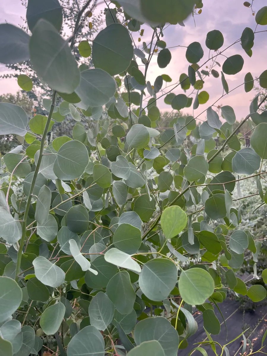 Fresh Eucalyptus Bunch for Shower, Decor, Weddings – Aromatic, 15-18 inch stems - Image 9