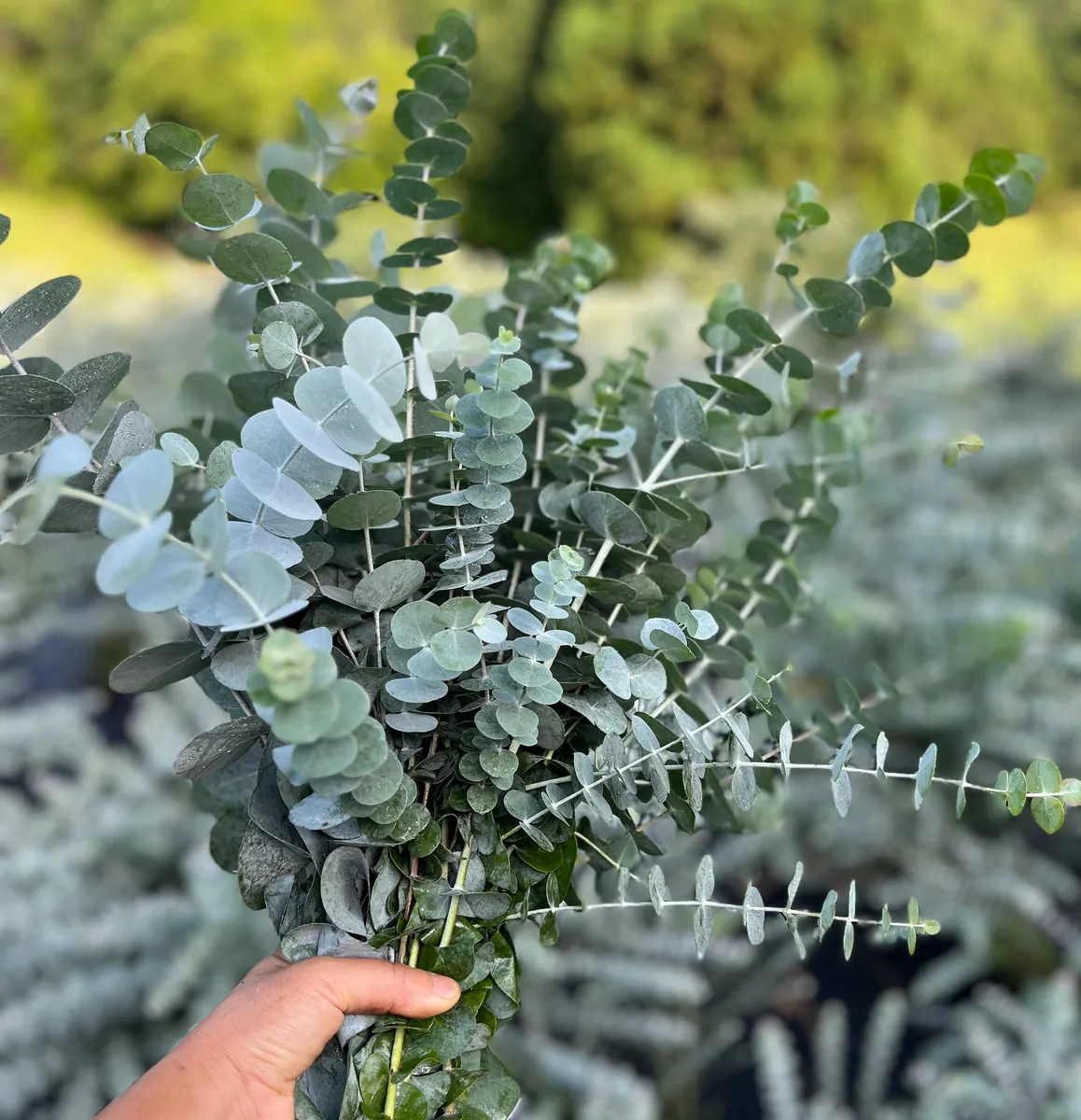 Fresh Eucalyptus Bunch for Shower, Decor, Weddings – Aromatic, 15-18 inch stems - Image 1