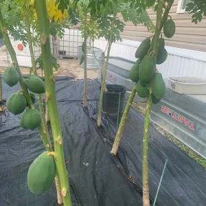 Fresh Papaya Leaves – 1 Lb – Hand-Picked – For Juice, Tea, Cooking - Image 5