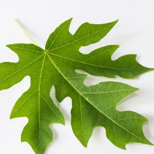 Fresh Papaya Leaves - 1 Lb Hand-Picked for Juicing & Tea - Image 1