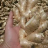Fresh Peruvian Wild Ginger Root - Non-GMO, 4lb - Image 1