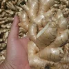 Fresh Peruvian Yellow Ginger Root - 5lb Bulk, Non-GMO - Image 1