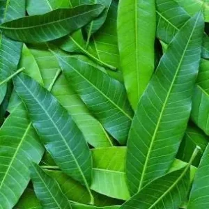 Fresh Picked Mango Leaves - 50 Count - Unsprayed - Culinary & Herbal - Image 2