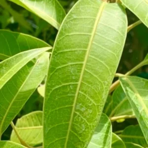 Fresh Picked Mango Leaves - 50 Count - Unsprayed - Culinary & Herbal - Image 1