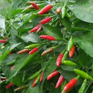 Fresh Thai Green Chili Peppers - Hot Spicing Vegetable - Image 5